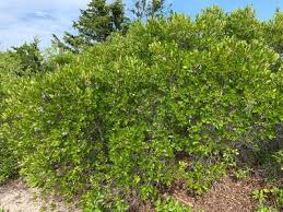Image result for Myrica salicifolia