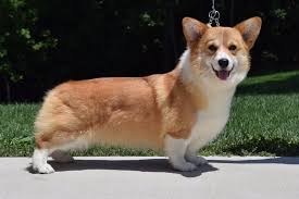 Akc registered cuddly, very loving, and smart. Indian Creek Corgis