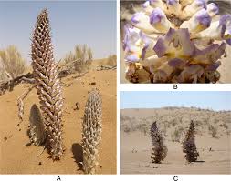 Image result for Cistanche