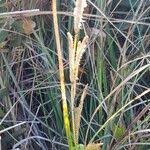 Image result for Eustachys