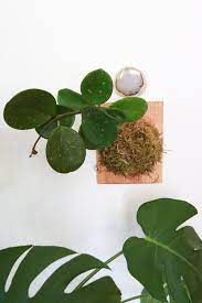 All pots have new sprouting leaves and are just gorgeous and healthy! Hoya Plant Care Easy To Follow Instructions