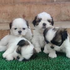 The malshi is still considered a relatively new dog breed and has not had the. Description For Cute And Healthy Shihtzu Puppies Male And F Dogs For Sale In Ailakundi Bankura Click In