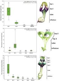 Image result for Ceropegia stenantha