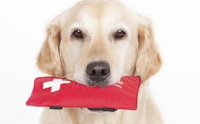 As you navigate our website, you will learn how to contact us if an urgent issue arises with your pet. Pet Emergency Xylitol Toxicity East Valley Animal Hospital