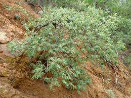 Image result for Lannea discolor