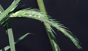 Image result for Vossia