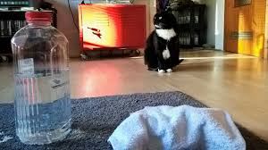 Den größte fehler, den sie machen können, wenn kerzenwachs auf den teppich getropft ist, ist gleich zu reagieren. Katzen Erbrochenes Auf Teppich Destilliertes Wasser Hilft Luzis Revier