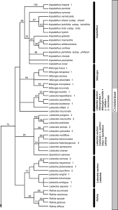 Image result for Dichilus reflexus