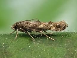 Image result for Mompha miscella