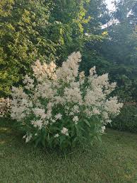 Image result for Bergia polyantha