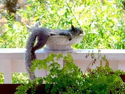 Squirrels Raccoons Invading Your Bird Baths And Bird Feeders Backyard Birds The Bird Food Store Matthew Backyard Birds Backyard Birds Feeders Squirrel