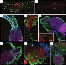 Cellular and Molecular Aspects of Rhabdovirus Interactions with Insect and  Plant Hosts