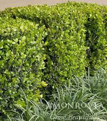 Choose winter hardy varieties, plant them in a protected spot away from winter winds, and protect the evergreen leaves by wrapping burlap around four stakes placed around the plant so the burlap doesn't touch the boxwood foliage. Winter Gem Boxwood For Sale At The Grass Pad