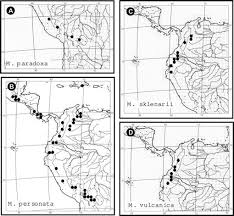 Image result for Melpomene flabelliformis