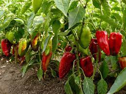 Paprika Anbau Der Richtige Standort Die Beste Pflege
