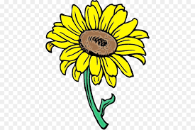 We did not find results for: Common Sunflower Sunflower Seed Cartoon Drawing Animation Png Download 480 599 Free Transparent Sunflower Png Download Cleanpng Kisspng
