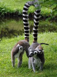 / ʃ v ɛ ˈ r iː n /, us: Ausflugsziel Zoologische Garten Schwerin In Schwerin Doatrip De