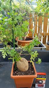 Image result for Kedrostis africana