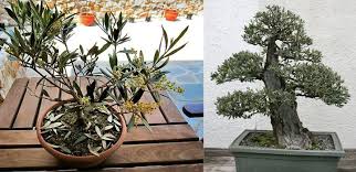 Bonsai Zeytin Agaci Bakimi Nasil Yapilir Zeytin Agaci Bitki Zeytin