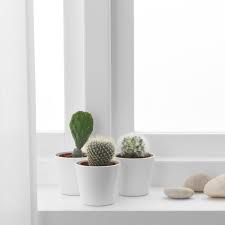Image result for Cactaceae