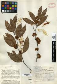 Image result for Cynometra alexandri