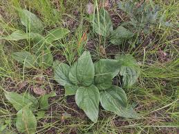 Image result for Dolichos lualabensis