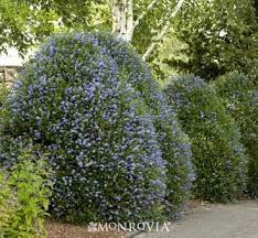 Victoria California Lilac California Lilac Evergreen Shrub Coastal Gardens