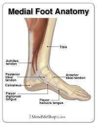 The Foot Is A Complicated Joint Medial Foot Anatomy Posterior Tibial Tendonitis Tendinitis Tendonitis Foot