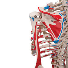The purpose of this unit study on bones and muscles is to help students learn and understand the function and purpose of the bones and muscles in the body. Anatomical Skeleton With Muscle Markings Model