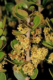 Image result for Searsia lucida