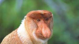 Der nasenaffe, nasalis larvatus lebt in borneo. Nasenaffen Borneo Sunda Islands Com Lexikon