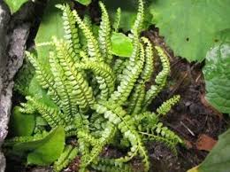 Image result for Asplenium ceii