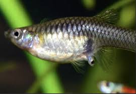 Pregnancy In Fish - Wikipedia