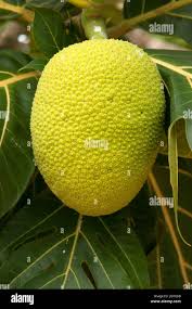 Image result for Artocarpus