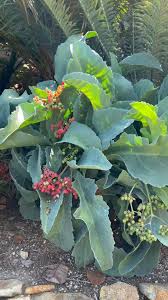 Image result for Cyphostemma jaegeri