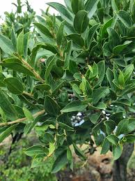 Image result for Strychnos pungens