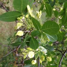 Image result for Hippocratea crenata