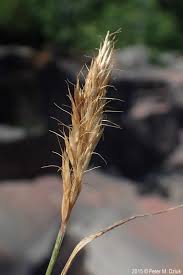 Image result for Trisetopsis milanjianum