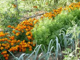 Maybe you would like to learn more about one of these? What Vegetables To Plant Side By Side Companion Gardening