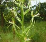 Image result for Habenaria galactantha