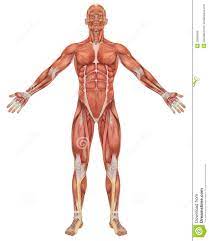 About 40% of your body weight is made the 4 huge muscles that comprise the front of your thigh is the muscle group called the quadriceps or 'quads'. Male Muscular Anatomy Front View Stock Illustration Illustration Of Abdominal Deltoids 20996269