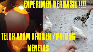 Maybe you would like to learn more about one of these? Cara Tetaskan Telur Ayam Broiler Potong Youtube