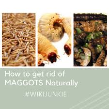 How to get rid of maggots in your trash can… forever. Pin On Tips And Tricks Short Ideas