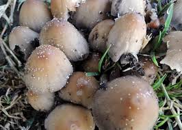 Image result for Coprinus micaceus
