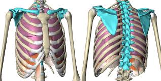 Now i am getting back at it and here is the model of scapula. Other Problems Rib Injury Clinic