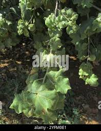 Image result for Thespesia garckeana