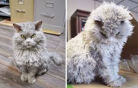 Caes E Gatos Mais Fofos Do Mundo 213 Of The Fluffiest Cats In The World Gato Fofo Gatos Gatos Domesticos