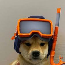  Diegomartir Official Tiktok Meme Anjing Meme Hewan Lucu Meme Anjing Lucu