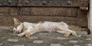 Dabei werden nicht nur duftstoffe aus den drüsen an pfoten und gesicht der katze abgegeben, das tier verspritzt auch urin und setzt nicht selten kot ab. Sollte Man Eine Katze Einmal Decken Bzw Werfen Lassen Katzengesundheit