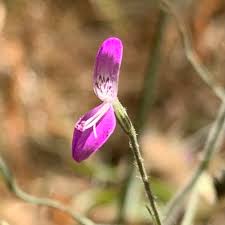 Image result for Dicliptera paniculata